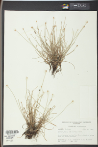 Fimbristylis schoenoides image