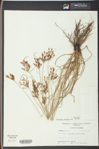 Fimbristylis tomentosa image