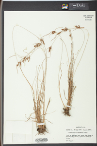 Fimbristylis tomentosa image