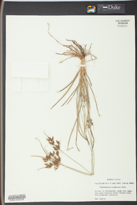 Fimbristylis tomentosa image