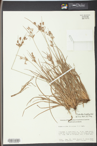 Fimbristylis tomentosa image