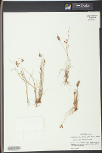 Fimbristylis tomentosa image