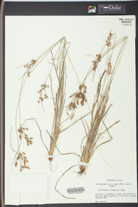 Fimbristylis tomentosa image