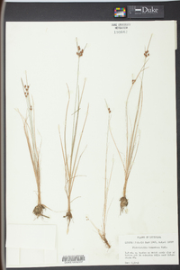 Fimbristylis tomentosa image