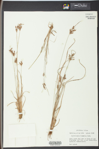 Fimbristylis tomentosa image