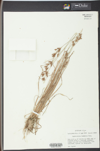 Fimbristylis tomentosa image