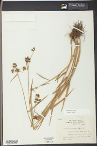 Fuirena breviseta image