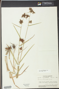 Fuirena breviseta image