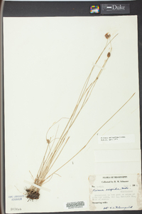 Fuirena scirpoidea image