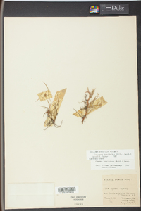 Kyllinga brevifolia image