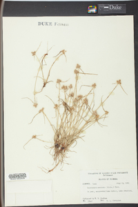 Cyperus neotropicalis image