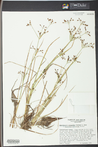 Psilocarya scirpoides image