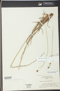 Rhynchospora baldwinii image