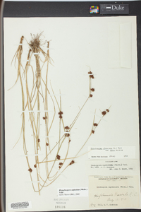 Rhynchospora capitellata image