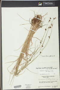 Rhynchospora capitellata image