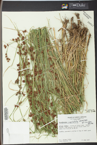 Rhynchospora capitellata image