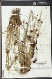 Rhynchospora cephalantha image