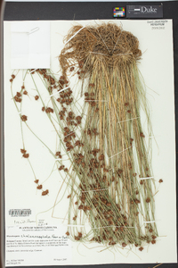 Rhynchospora chalarocephala image