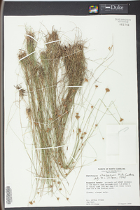 Rhynchospora chapmanii image