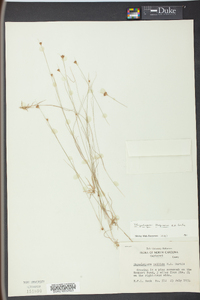 Rhynchospora chapmanii image