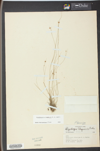 Rhynchospora chapmanii image