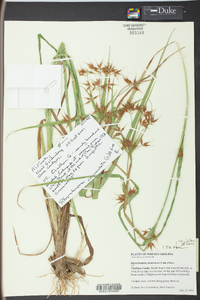 Rhynchospora corniculata image