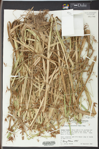 Rhynchospora corniculata image