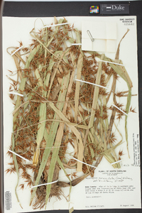 Rhynchospora corniculata image