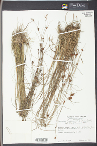 Rhynchospora fascicularis image