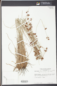 Rhynchospora fascicularis image