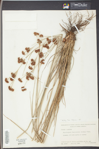 Rhynchospora fascicularis image