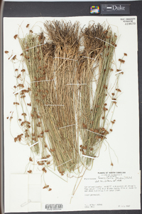 Rhynchospora fascicularis image