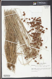 Rhynchospora fascicularis image