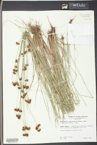 Rhynchospora fascicularis image