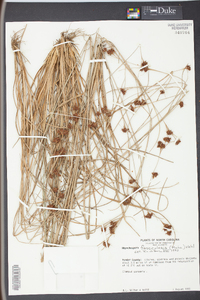 Rhynchospora fascicularis image