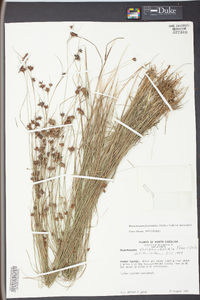 Rhynchospora fascicularis image