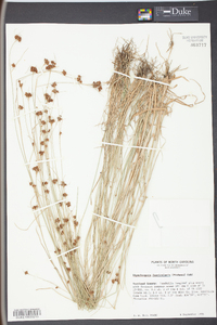 Rhynchospora fascicularis image