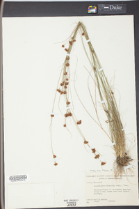 Rhynchospora filifolia image