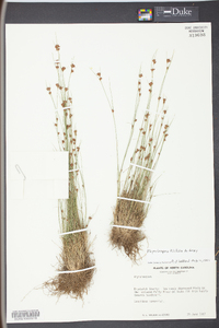 Rhynchospora filifolia image