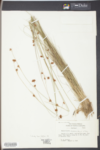 Rhynchospora filifolia image