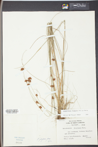 Rhynchospora filifolia image