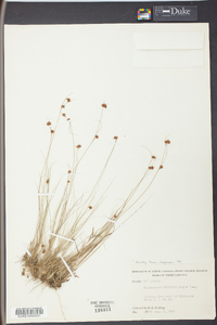 Rhynchospora filifolia image