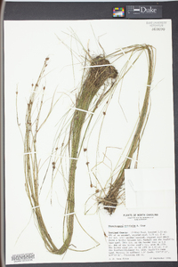 Rhynchospora filifolia image