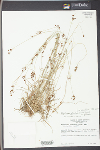 Rhynchospora globularis image
