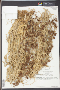 Rhynchospora glomerata image