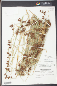 Rhynchospora glomerata image