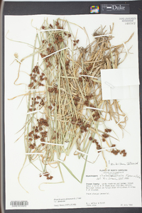 Rhynchospora glomerata image