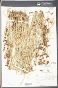 Rhynchospora glomerata image