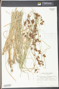 Rhynchospora glomerata image