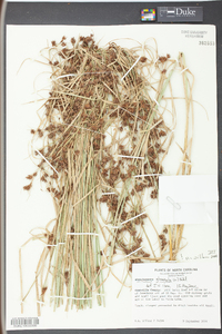 Rhynchospora glomerata image